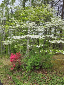 Land With Single Wide Located In Patrick County, Va - image 10