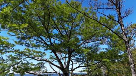 Waterfront Homesite for Sale - Beaufort, NC - image 28