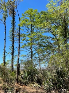 Waterfront Homesite for Sale - Beaufort, NC - image 42