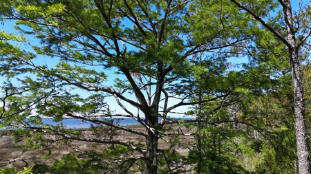 Waterfront Homesite for Sale - Beaufort, NC - image 29