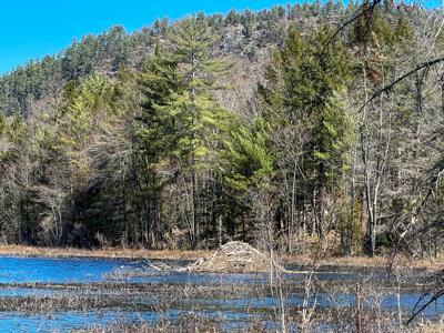 Maine Land with 3000 Feet of Stream Frontage - image 1