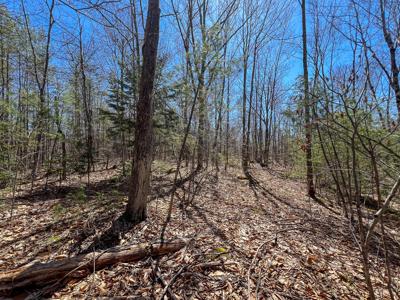 Maine Land with 3000 Feet of Stream Frontage - image 9