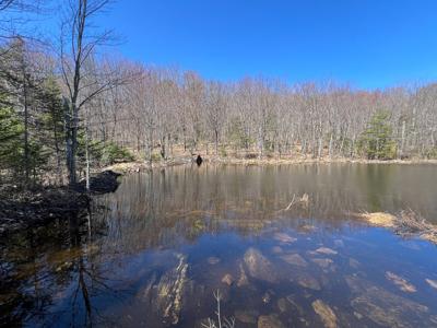 Maine Land with 3000 Feet of Stream Frontage - image 10