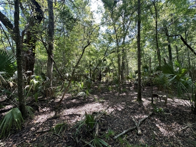 Hunting Property with Cabin - 15 Minutes From Cedar Key, FL - image 17