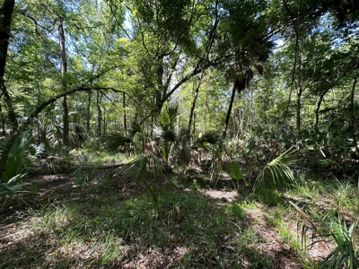 Hunting Property with Cabin - 15 Minutes From Cedar Key, FL - image 16