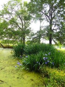 Expansive Country Home in Paris TX, Lamar County TX - image 3