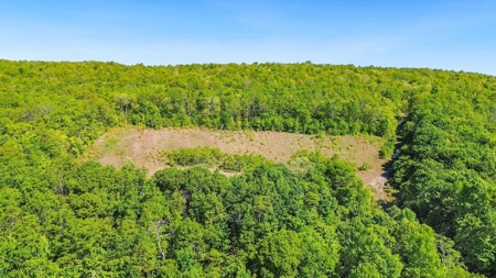 Large Wooded Tract of Land for Sale in Tazewell VA - image 4