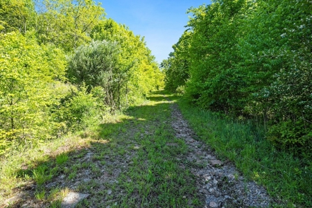 Large Wooded Tract of Land for Sale in Tazewell VA - image 9