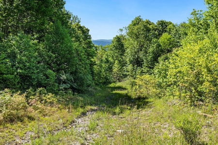 Large Wooded Tract of Land for Sale in Tazewell VA - image 8