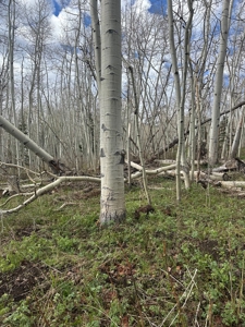 Off-Grid Vacant Colorado Land With Views For Sale - image 8