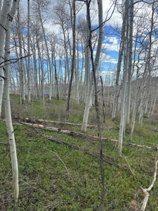 Off-Grid Vacant Colorado Land With Views For Sale - image 6