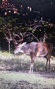 4 Bed 2.5 Bath Country Home On 19.75 Ac In Sawyer Ok For Sal - image 15