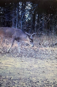 4 Bed 2.5 Bath Country Home On 19.75 Ac In Sawyer Ok For Sal - image 16