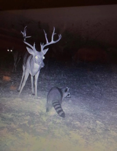 4 Bed 2.5 Bath Country Home On 19.75 Ac In Sawyer Ok For Sal - image 17