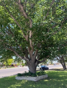 4 Bedrooms House for Sale Ft Stockton, Tx 1500 N Colpitts - image 33