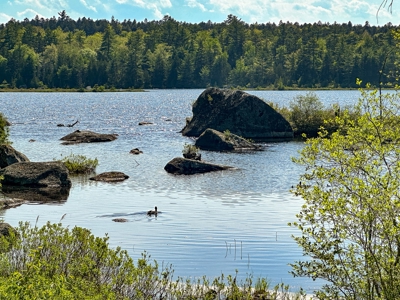 Toddy Pond Log Cabin Retreat - image 33