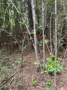 174 Acre Timberland Property For Sale Amite County MS - image 3