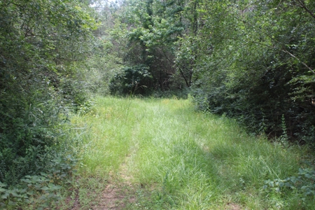174 Acre Timberland Property For Sale Amite County MS - image 33