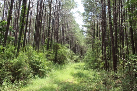 174 Acre Timberland Property For Sale Amite County MS - image 29