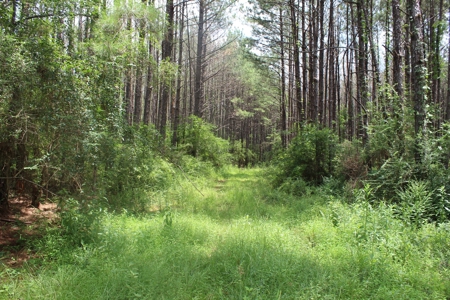 174 Acre Timberland Property For Sale Amite County MS - image 36
