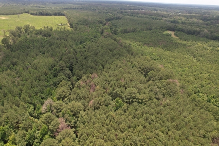 174 Acre Timberland Property For Sale Amite County MS - image 15