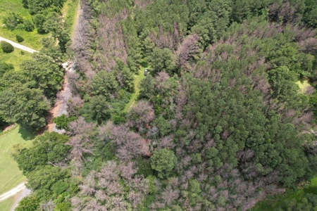 174 Acre Timberland Property For Sale Amite County MS - image 13