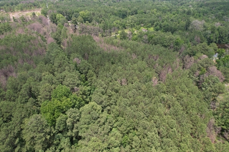 174 Acre Timberland Property For Sale Amite County MS - image 18