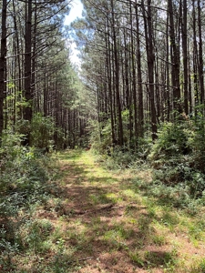 174 Acre Timberland Property For Sale Amite County MS - image 2