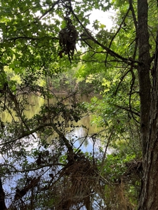 174 Acre Timberland Property For Sale Amite County MS - image 4