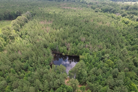 174 Acre Timberland Property For Sale Amite County MS - image 19