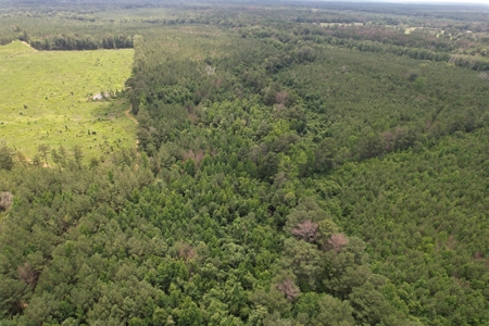 174 Acre Timberland Property For Sale Amite County MS - image 16