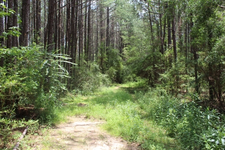 174 Acre Timberland Property For Sale Amite County MS - image 37