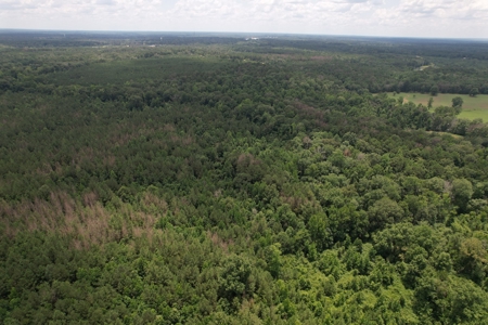 174 Acre Timberland Property For Sale Amite County MS - image 22