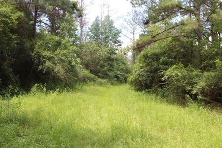 174 Acre Timberland Property For Sale Amite County MS - image 34