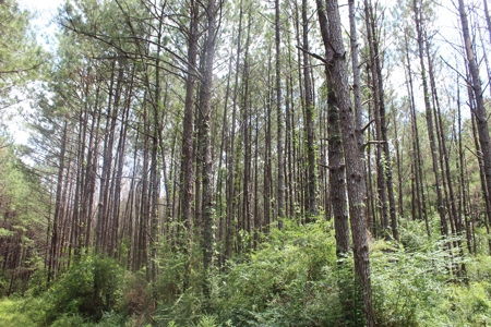 174 Acre Timberland Property For Sale Amite County MS - image 35