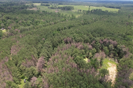 174 Acre Timberland Property For Sale Amite County MS - image 14