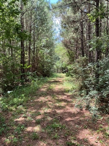 174 Acre Timberland Property For Sale Amite County MS - image 6