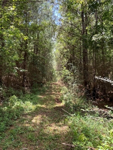174 Acre Timberland Property For Sale Amite County MS - image 5