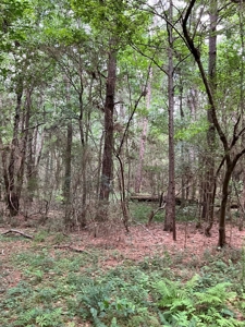 174 Acre Timberland Property For Sale Amite County MS - image 9