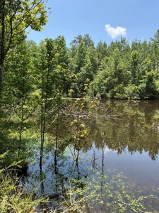 174 Acre Timberland Property For Sale Amite County MS - image 7