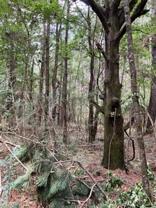 174 Acre Timberland Property For Sale Amite County MS - image 8