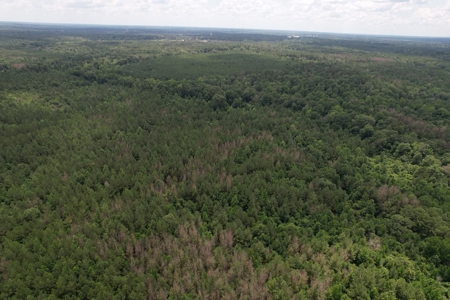 174 Acre Timberland Property For Sale Amite County MS - image 23