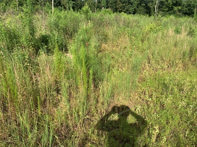 Land W/ Kelly Bayou W/ Utilities for Sale near Fouke, AR - image 9