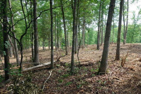 Land For Sale In Eminence Missouri - image 7