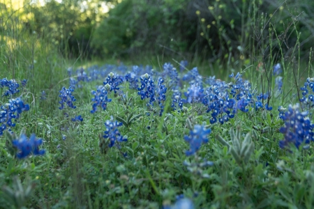Lockhart Texas Ranch for Sale Between Austin & San Antonio - image 22