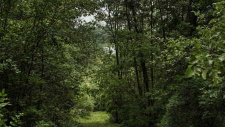 46 +/- Acres of Great Hunting and Fishing Vernon County WI - image 11