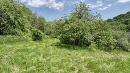 46 +/- Acres of Great Hunting and Fishing Vernon County WI - image 8