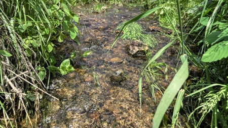 46 +/- Acres of Great Hunting and Fishing Vernon County WI - image 4