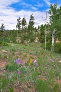 Charming Mountain Cabin on 5 Mitigated Acres - Florissant, CO - image 32