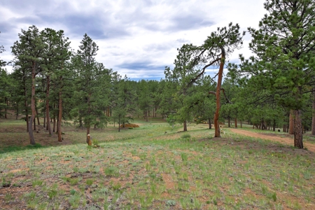 Charming Mountain Cabin on 5 Mitigated Acres - Florissant, CO - image 36